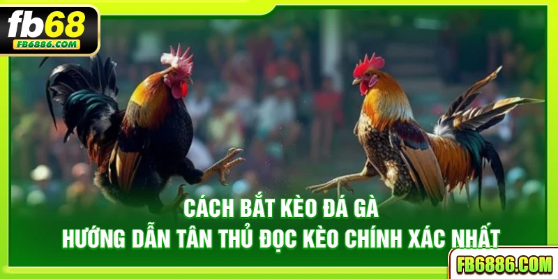 Cách bắt kèo đá gà – Hướng dẫn tân thủ đọc kèo chính xác nhất