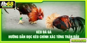 Kèo đá gà - Hướng dẫn đọc kèo chính xác từng trận đấu