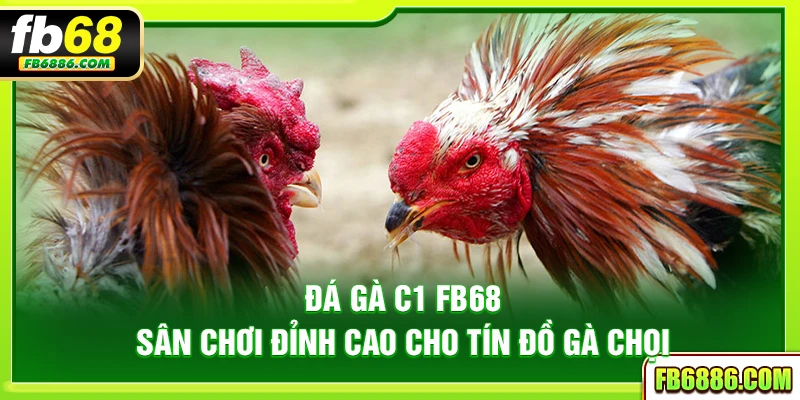 Đá gà C1 FB68 – Sân chơi đỉnh cao cho tín đồ gà chọi