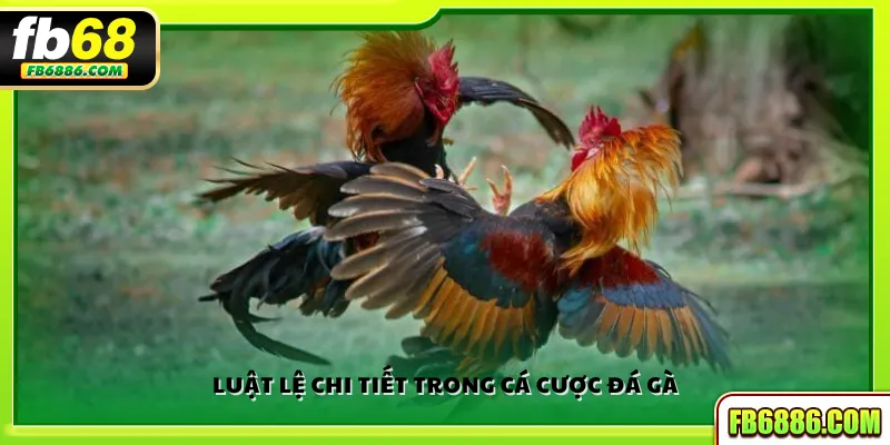 Luật lệ chi tiết trong cá cược đá gà