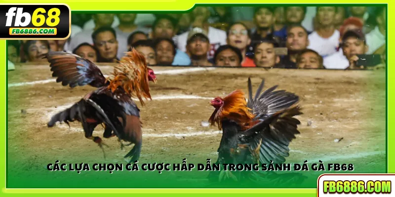 Các lựa chọn cá cược hấp dẫn trong sảnh đá gà FB68