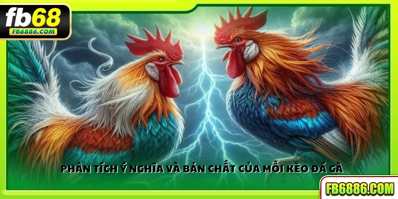 Phân tích ý nghĩa và bản chất của mỗi kèo đá gà