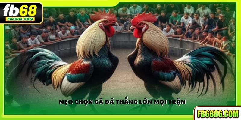Mẹo chọn gà đá thắng lớn mọi trận